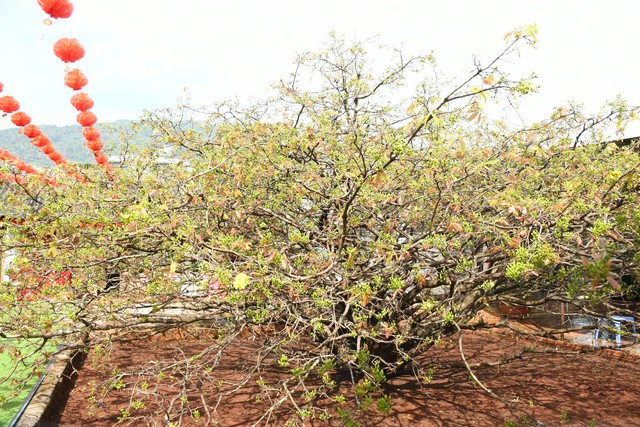 Ngóng cây mai vàng “đẹp nhất Việt Nam" bao năm bung nở đúng Mùng 1 Tết - Ảnh 7