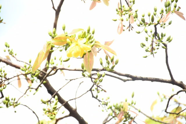 Ngóng cây mai vàng “đẹp nhất Việt Nam" bao năm bung nở đúng Mùng 1 Tết - Ảnh 16