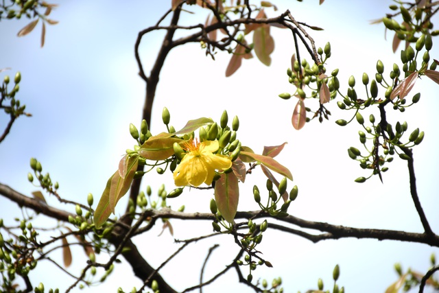 Ngóng cây mai vàng “đẹp nhất Việt Nam" bao năm bung nở đúng Mùng 1 Tết - Ảnh 15