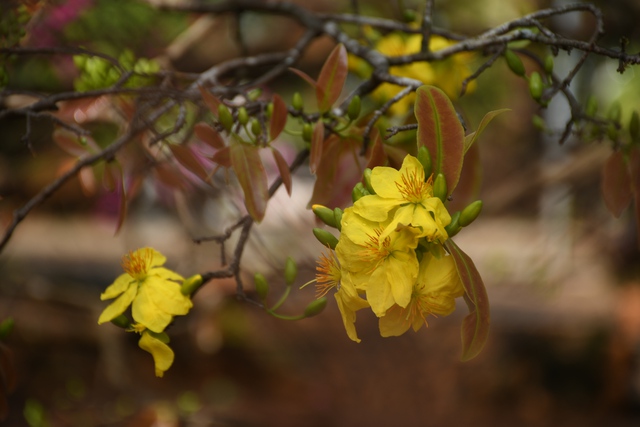 Ngóng cây mai vàng “đẹp nhất Việt Nam" bao năm bung nở đúng Mùng 1 Tết - Ảnh 18