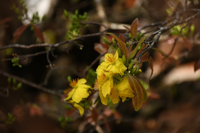 Ngóng cây mai vàng “đẹp nhất Việt Nam" bao năm bung nở đúng Mùng 1 Tết - Ảnh 17