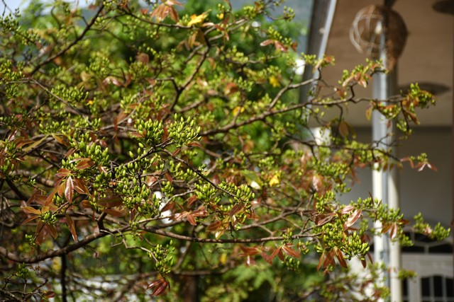 Ngóng cây mai vàng “đẹp nhất Việt Nam" bao năm bung nở đúng Mùng 1 Tết - Ảnh 9