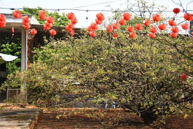 Ngóng cây mai vàng “đẹp nhất Việt Nam" bao năm bung nở đúng Mùng 1 Tết - Ảnh 4