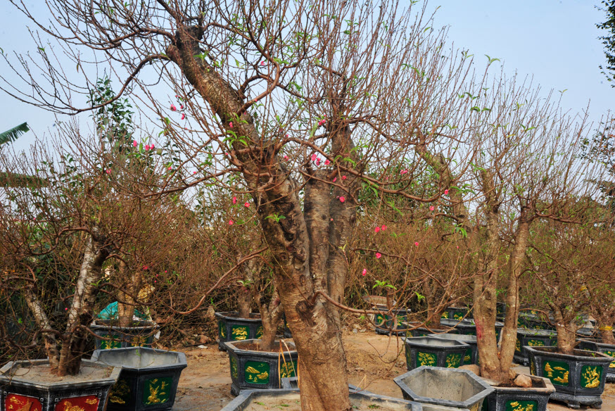 Lo ngại nguồn cung khan hiếm, người dân Hà Nội tranh thủ "đặt cọc" hoa đào ngay từ sớm - Ảnh 3