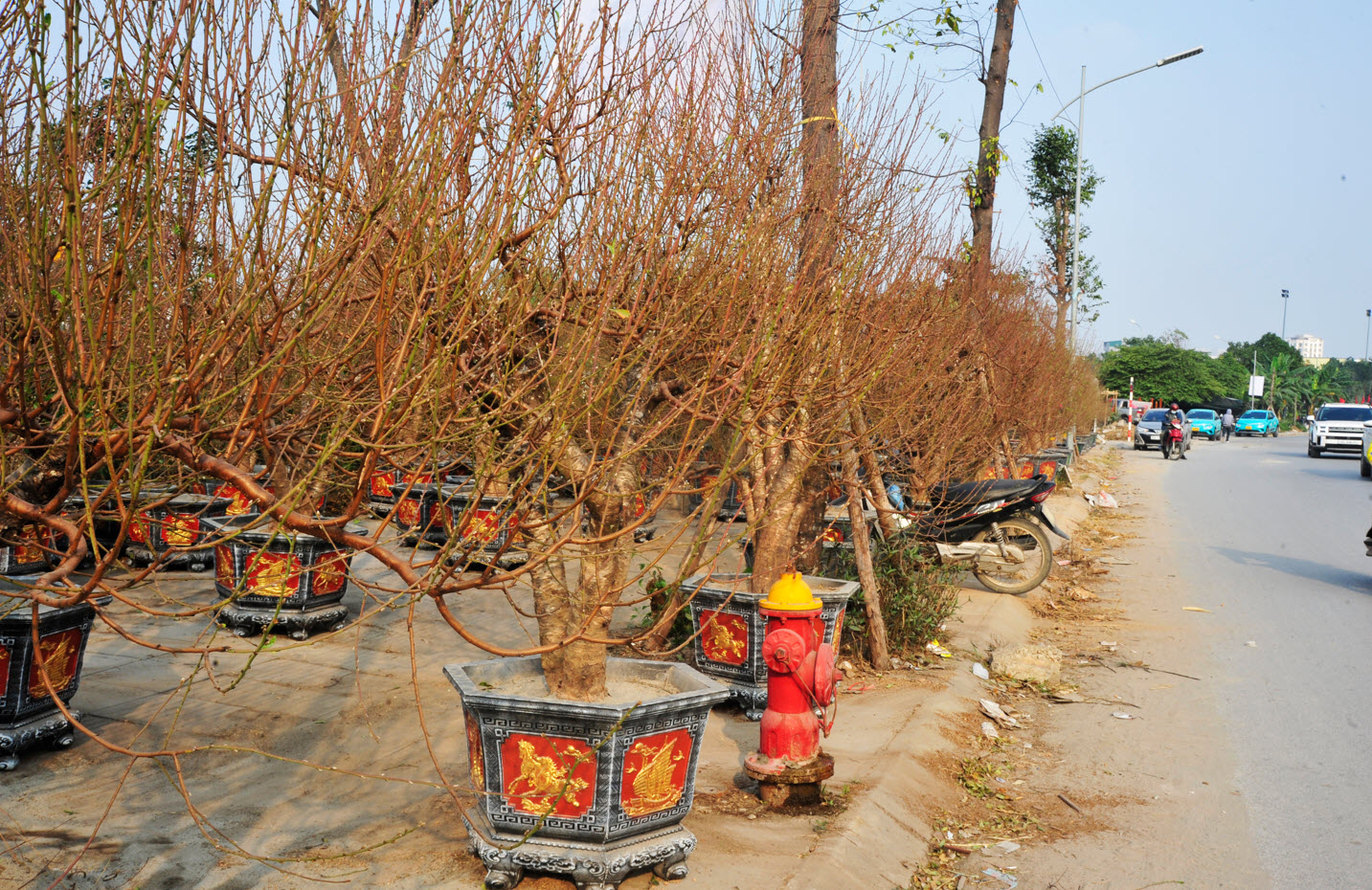 Lo ngại nguồn cung khan hiếm, người dân Hà Nội tranh thủ "đặt cọc" hoa đào ngay từ sớm - Ảnh 1