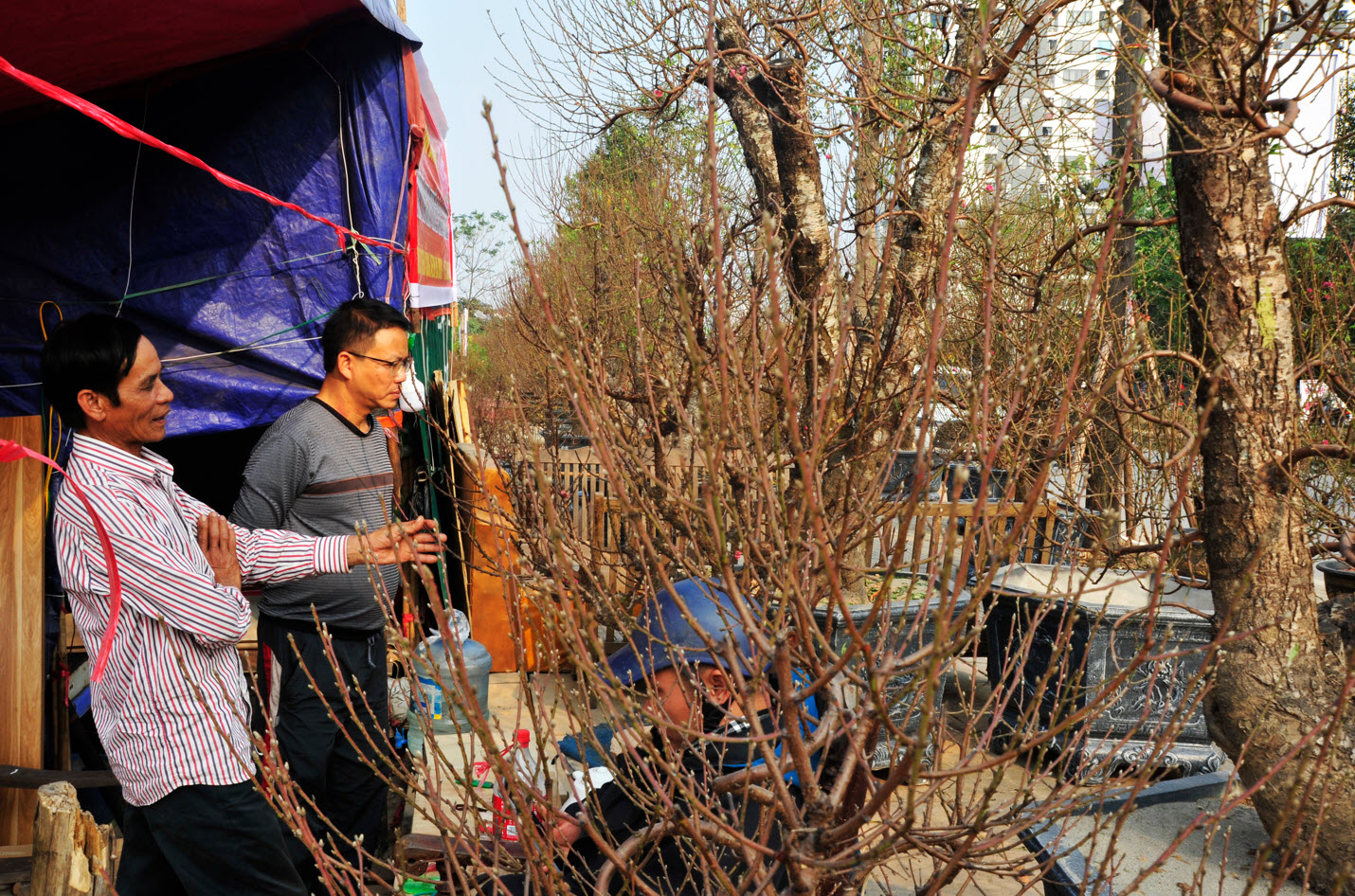 Lo ngại nguồn cung khan hiếm, người dân Hà Nội tranh thủ "đặt cọc" hoa đào ngay từ sớm - Ảnh 4