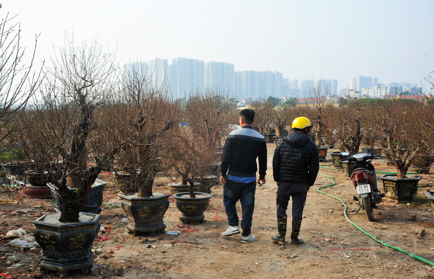 Lo ngại nguồn cung khan hiếm, người dân Hà Nội tranh thủ "đặt cọc" hoa đào ngay từ sớm - Ảnh 8