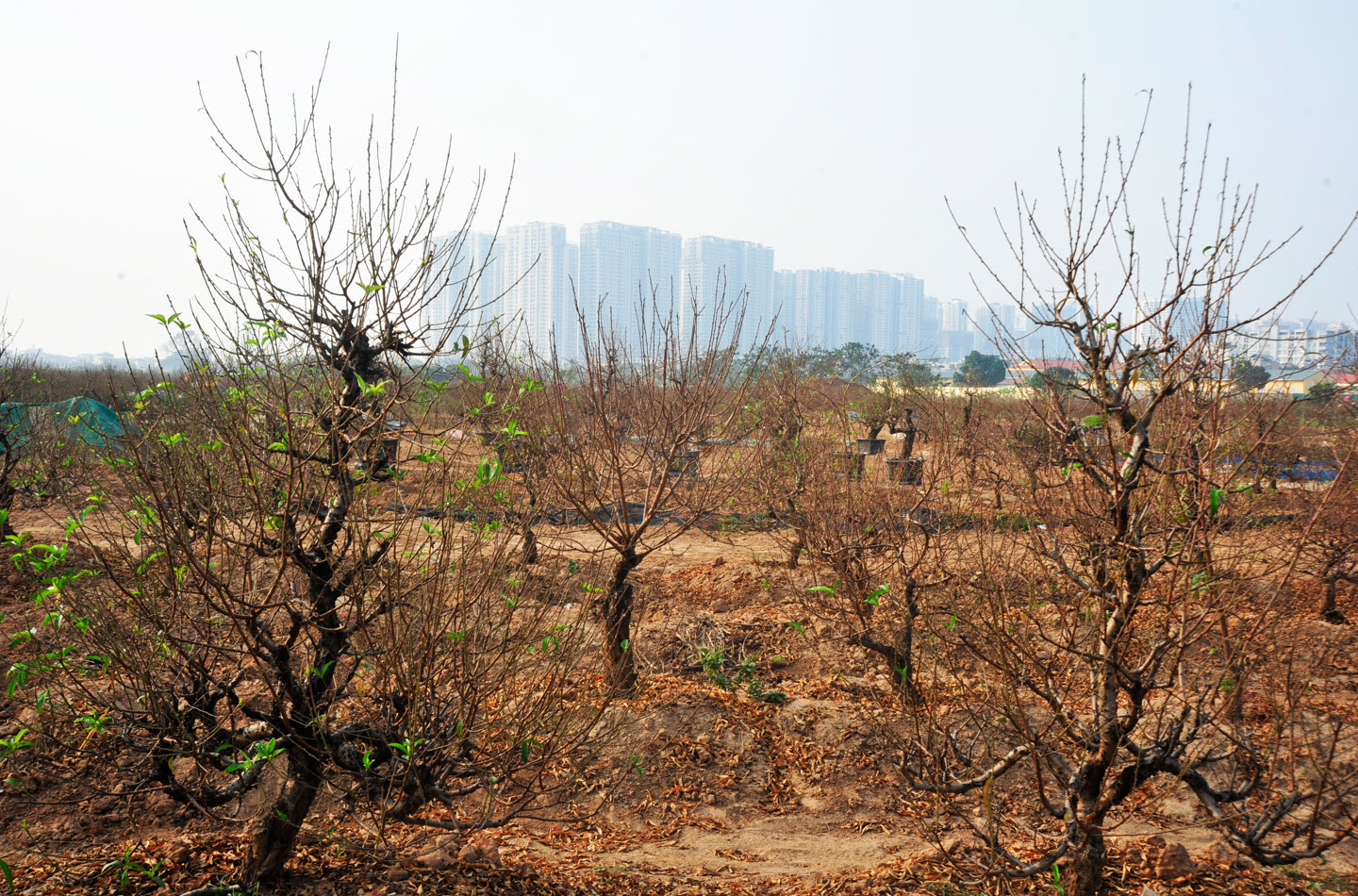 Lo ngại nguồn cung khan hiếm, người dân Hà Nội tranh thủ "đặt cọc" hoa đào ngay từ sớm - Ảnh 6