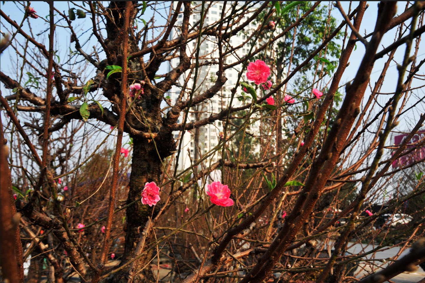 Lo ngại nguồn cung khan hiếm, người dân Hà Nội tranh thủ "đặt cọc" hoa đào ngay từ sớm - Ảnh 5