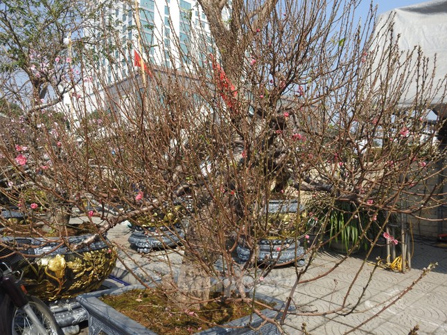 Dân chơi mạnh tay chi tiền mua đào cổ rêu phong đón Tết - Ảnh 1