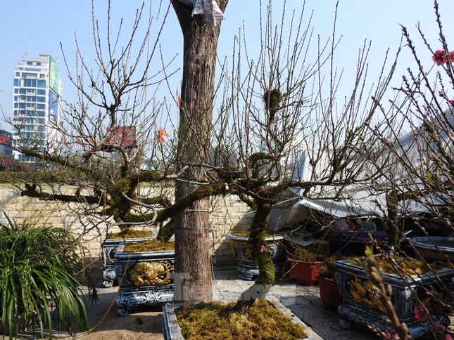 Dân chơi mạnh tay chi tiền mua đào cổ rêu phong đón Tết - Ảnh 2