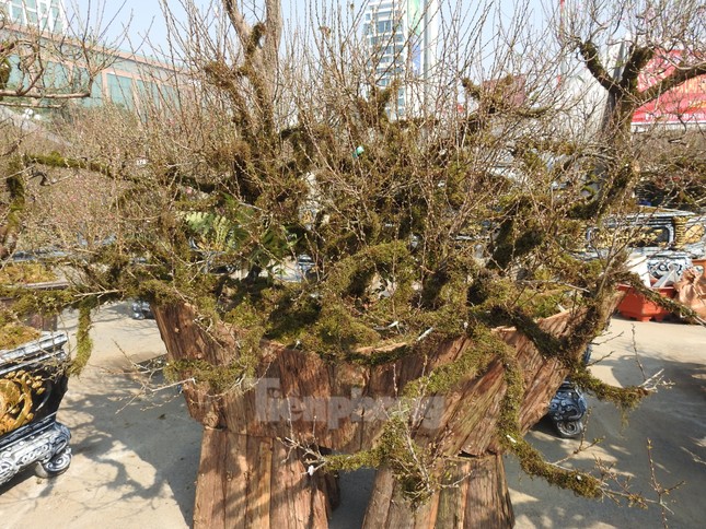 Dân chơi mạnh tay chi tiền mua đào cổ rêu phong đón Tết - Ảnh 3