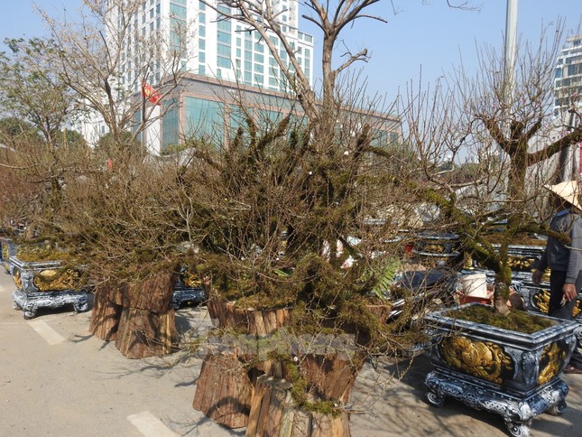 Dân chơi mạnh tay chi tiền mua đào cổ rêu phong đón Tết - Ảnh 8