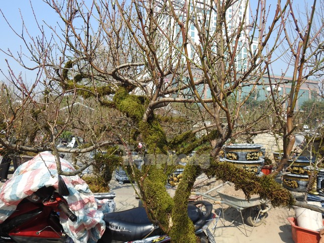 Dân chơi mạnh tay chi tiền mua đào cổ rêu phong đón Tết - Ảnh 10