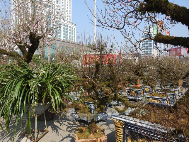 Dân chơi mạnh tay chi tiền mua đào cổ rêu phong đón Tết - Ảnh 9