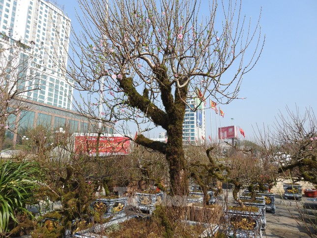 Dân chơi mạnh tay chi tiền mua đào cổ rêu phong đón Tết - Ảnh 4