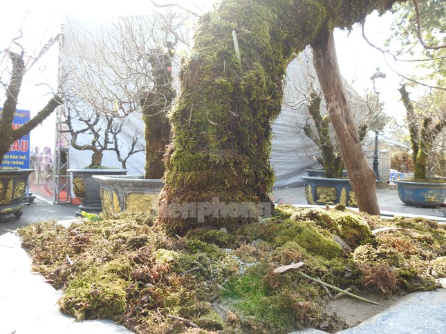 Dân chơi mạnh tay chi tiền mua đào cổ rêu phong đón Tết - Ảnh 5