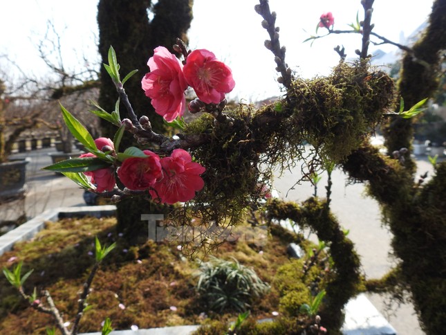 Dân chơi mạnh tay chi tiền mua đào cổ rêu phong đón Tết - Ảnh 6