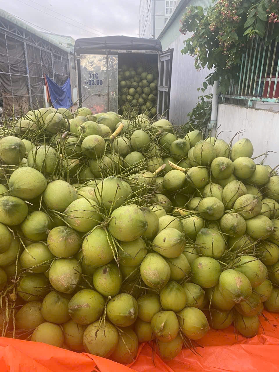 Giáp Tết, trái dừa tăng giá đột biến - Ảnh 3