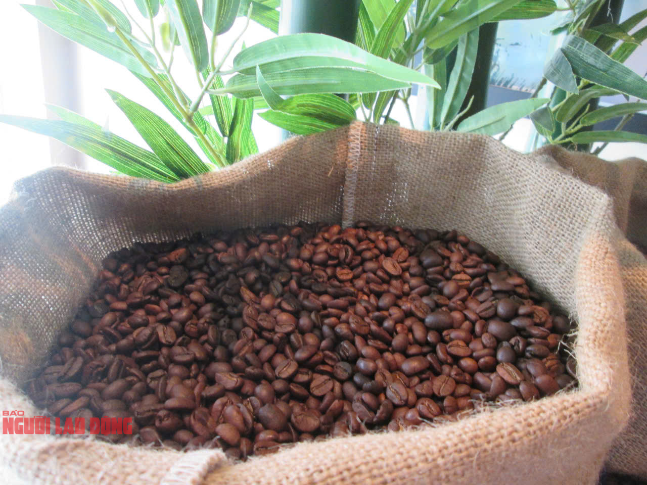 Giá cà phê hôm nay 12-1: Nhiều diễn biến khó hiểu! - Ảnh 1