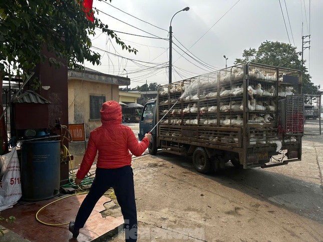 'Đột nhập' chợ gia cầm lớn nhất miền Bắc ngày giáp Tết - Ảnh 4