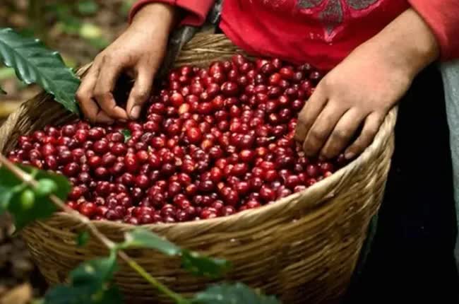 Giá cà phê Arabica tăng kỷ lục - Ảnh 1
