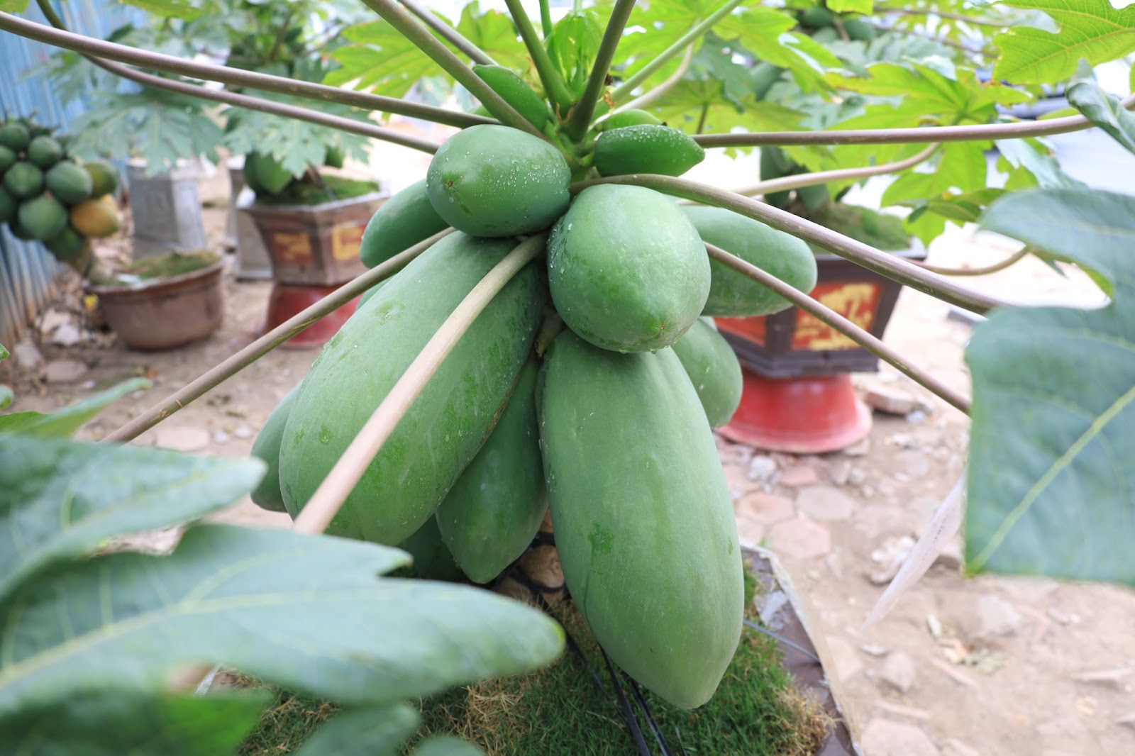 Đu đủ bonsai giá chục triệu đón Tết Nguyên đán Ất Tỵ - Ảnh 6