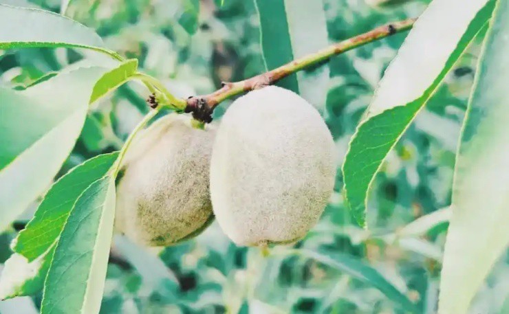 Quả người Việt chỉ ăn hạt, ở nước ngoài bán nguyên quả mà “hái ra tiền” - Ảnh 4