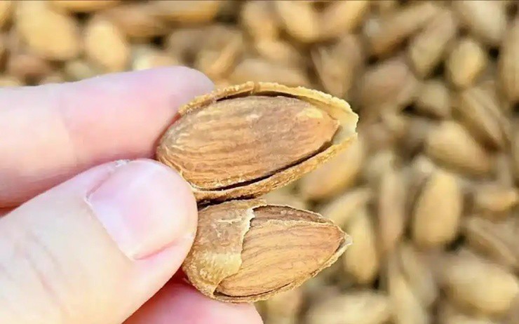 Quả người Việt chỉ ăn hạt, ở nước ngoài bán nguyên quả mà “hái ra tiền” - Ảnh 1