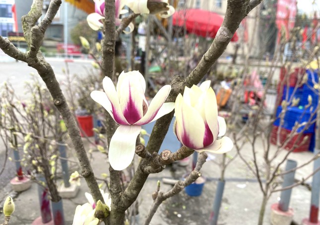 Xuất hiện loài hoa 'cạnh tranh' với đào, quất Tết năm nay - Ảnh 4