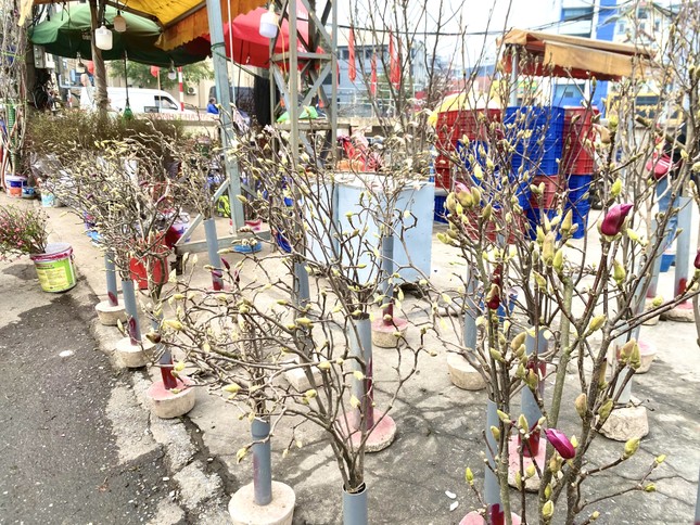 Xuất hiện loài hoa 'cạnh tranh' với đào, quất Tết năm nay - Ảnh 1