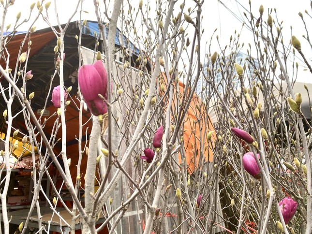 Xuất hiện loài hoa 'cạnh tranh' với đào, quất Tết năm nay - Ảnh 2