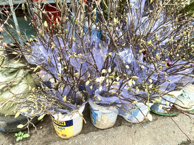 Xuất hiện loài hoa 'cạnh tranh' với đào, quất Tết năm nay - Ảnh 7