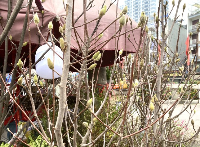 Xuất hiện loài hoa 'cạnh tranh' với đào, quất Tết năm nay - Ảnh 3