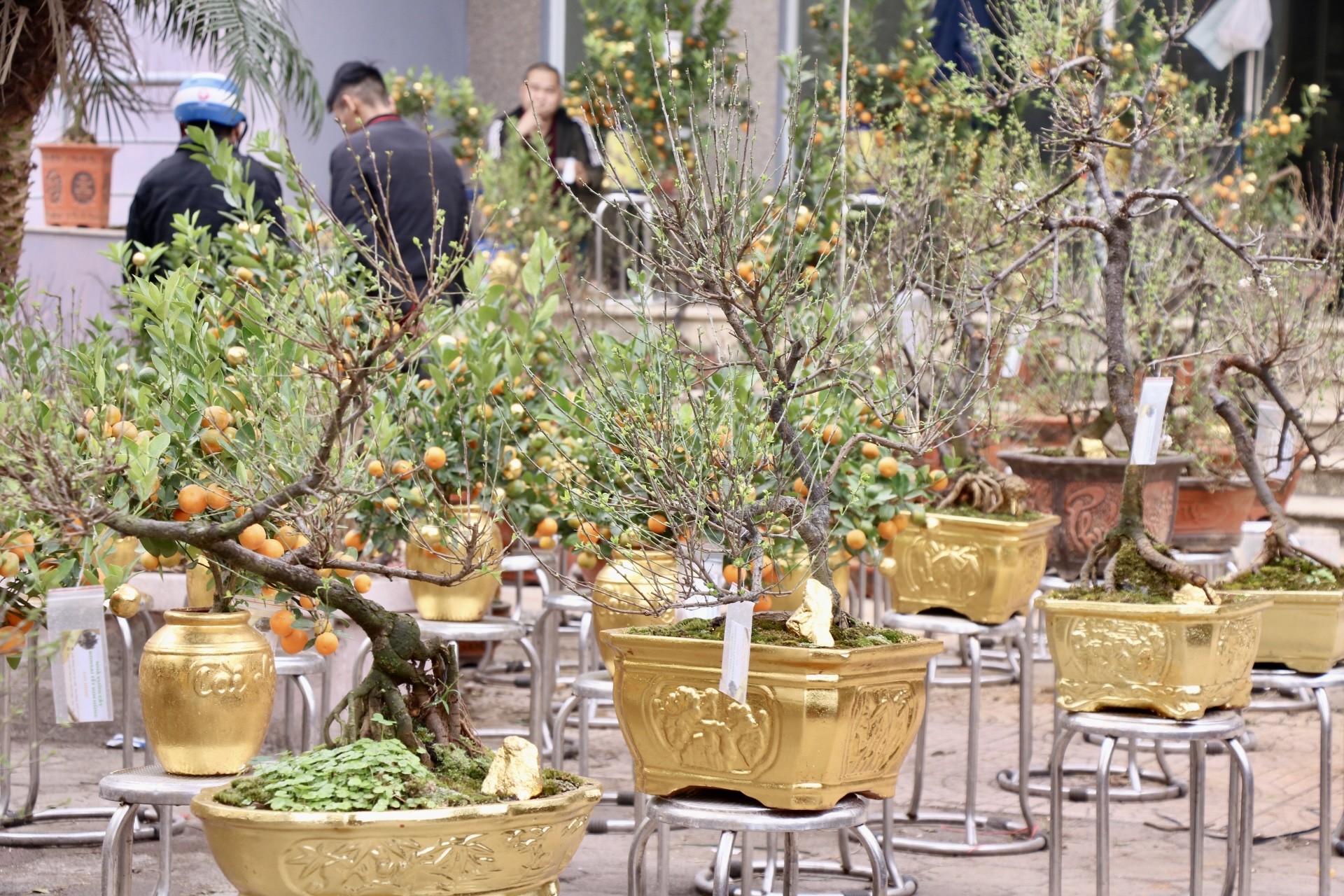 Hà Nội xuất hiện quất dát vàng - Ảnh 1