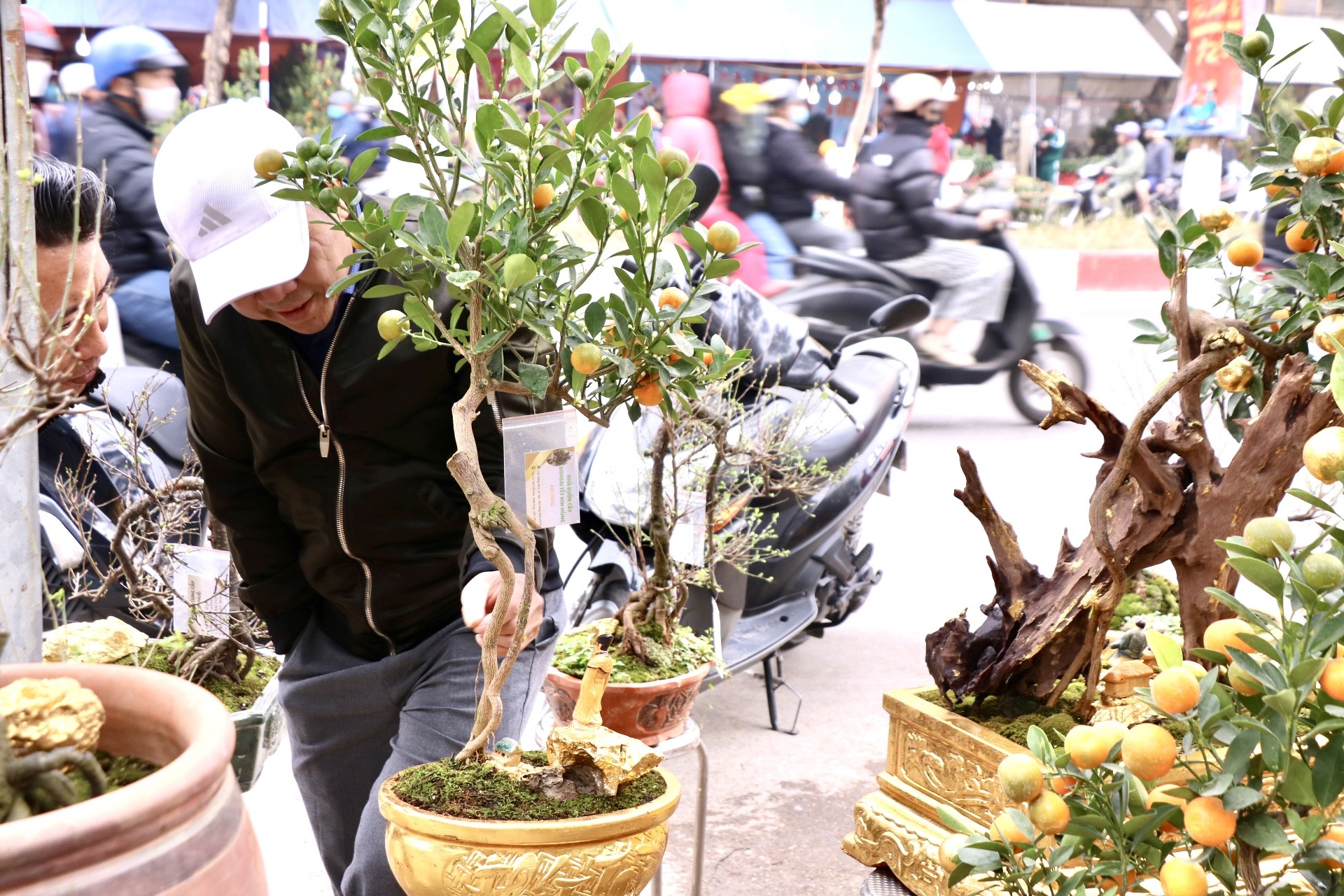 Hà Nội xuất hiện quất dát vàng - Ảnh 10