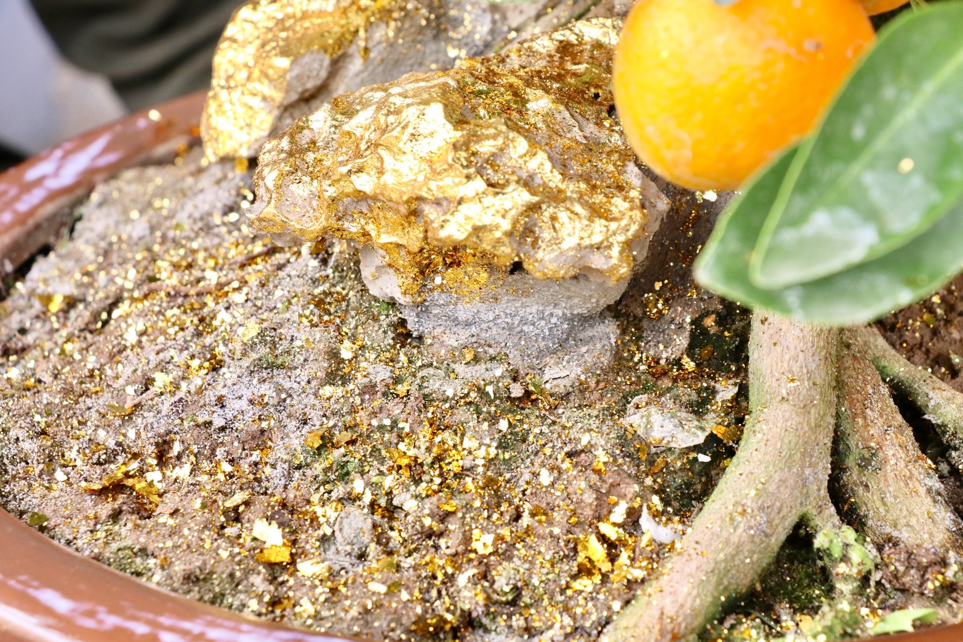 Hà Nội xuất hiện quất dát vàng - Ảnh 5