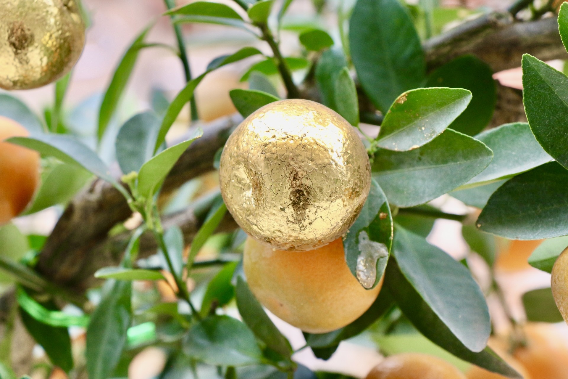 Hà Nội xuất hiện quất dát vàng - Ảnh 9