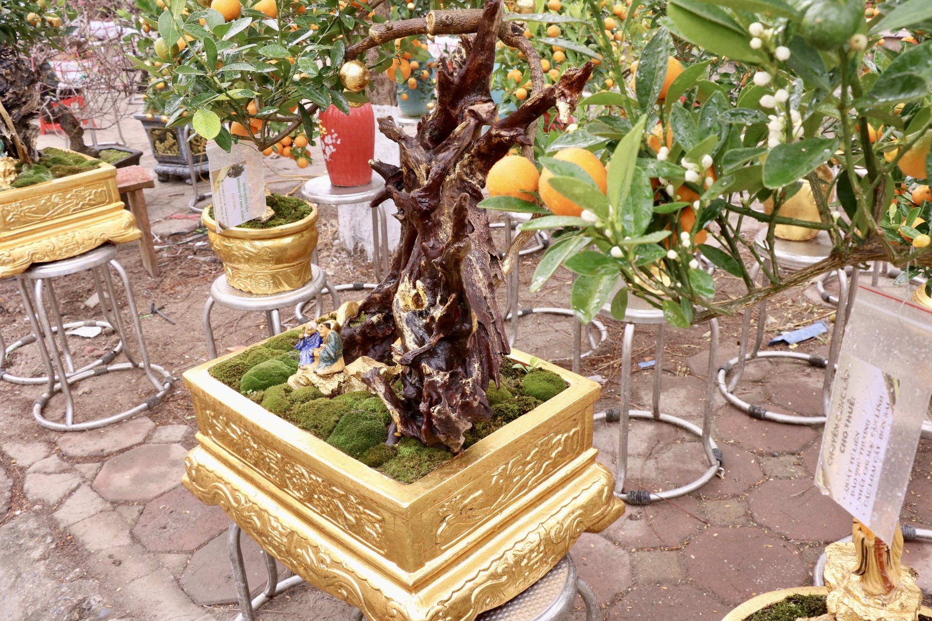 Hà Nội xuất hiện quất dát vàng - Ảnh 7