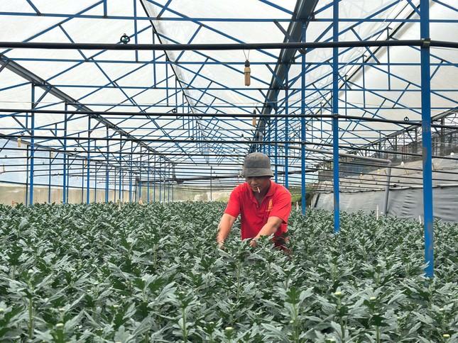 Chiêu lừa nông sản, hoa Tết: Thương lái 'bất tín' làm khó nông dân - Ảnh 1