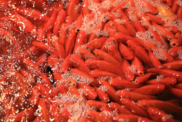 Khu chợ nổi tiếng Hà Nội dịp ông Công ông Táo nhộn nhịp xuyên đêm, nhiều người “cân đo đong đếm” lượng mua vì 1 điều - Ảnh 5