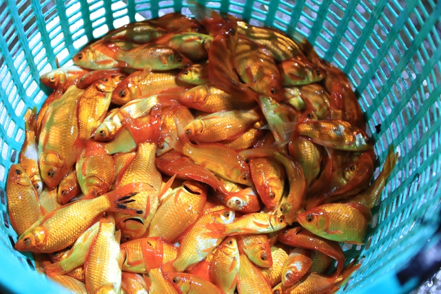 Khu chợ nổi tiếng Hà Nội dịp ông Công ông Táo nhộn nhịp xuyên đêm, nhiều người “cân đo đong đếm” lượng mua vì 1 điều - Ảnh 8