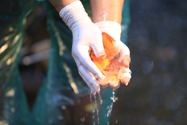 Khu chợ nổi tiếng Hà Nội dịp ông Công ông Táo nhộn nhịp xuyên đêm, nhiều người “cân đo đong đếm” lượng mua vì 1 điều - Ảnh 14