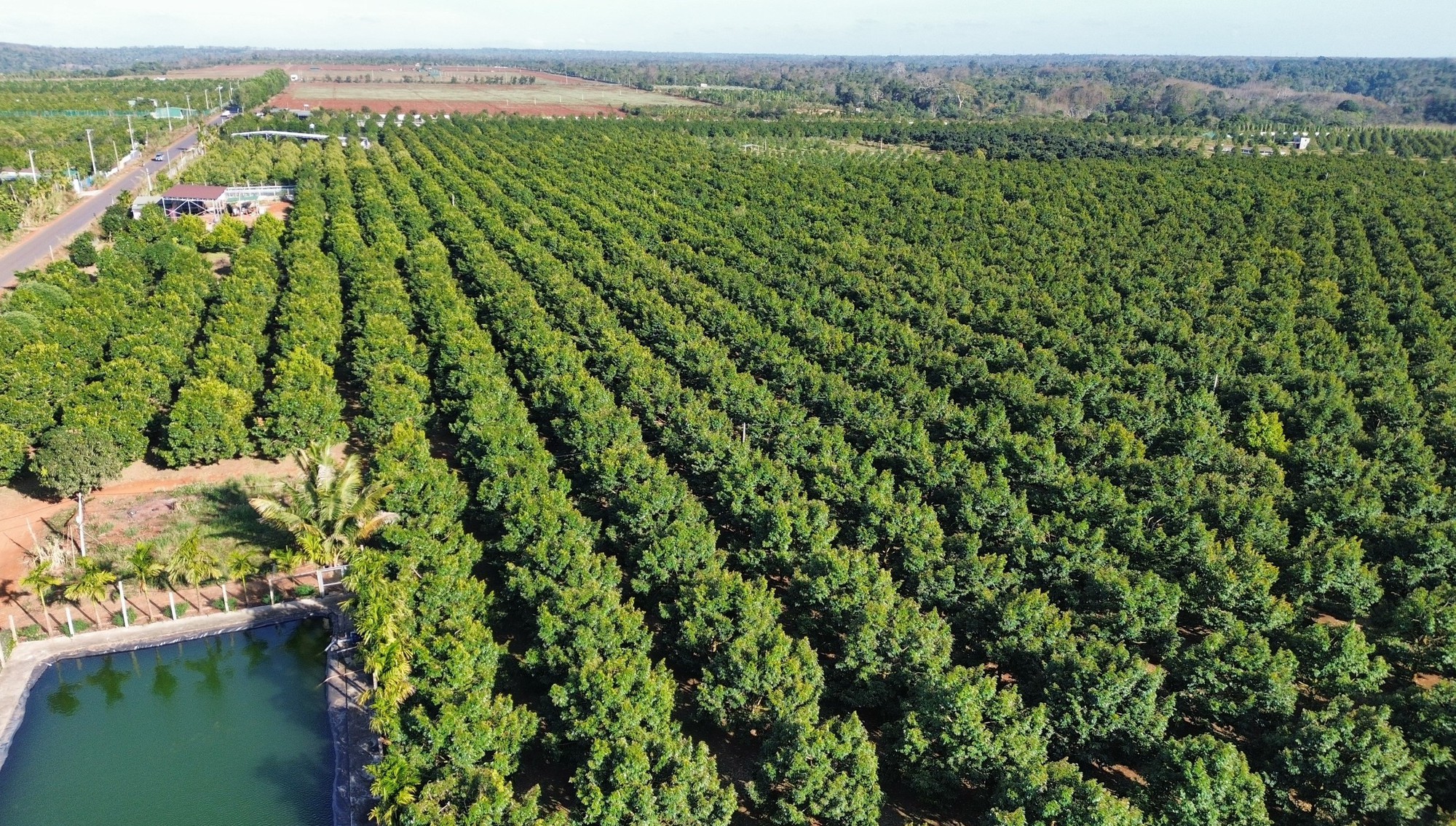 Giá nông sản tăng cao, nông dân sắm ô tô… chuyện dễ! - Ảnh 5