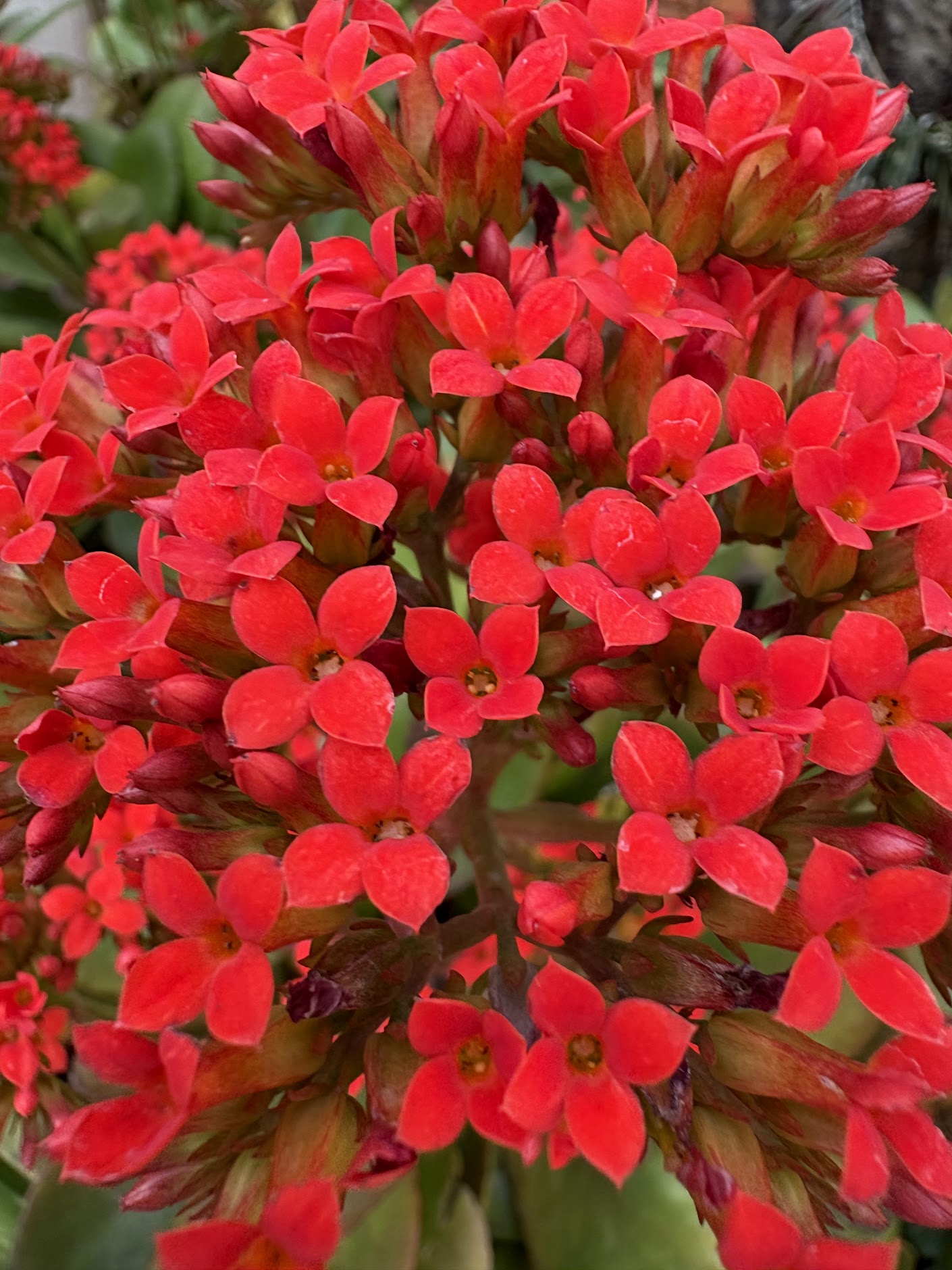 Ba tháng trải nghiệm iPhone 16: Nhỏ gọn, thực dụng và quá "an toàn", có lẽ chỉ Apple mới dám làm điều này! - Ảnh 37