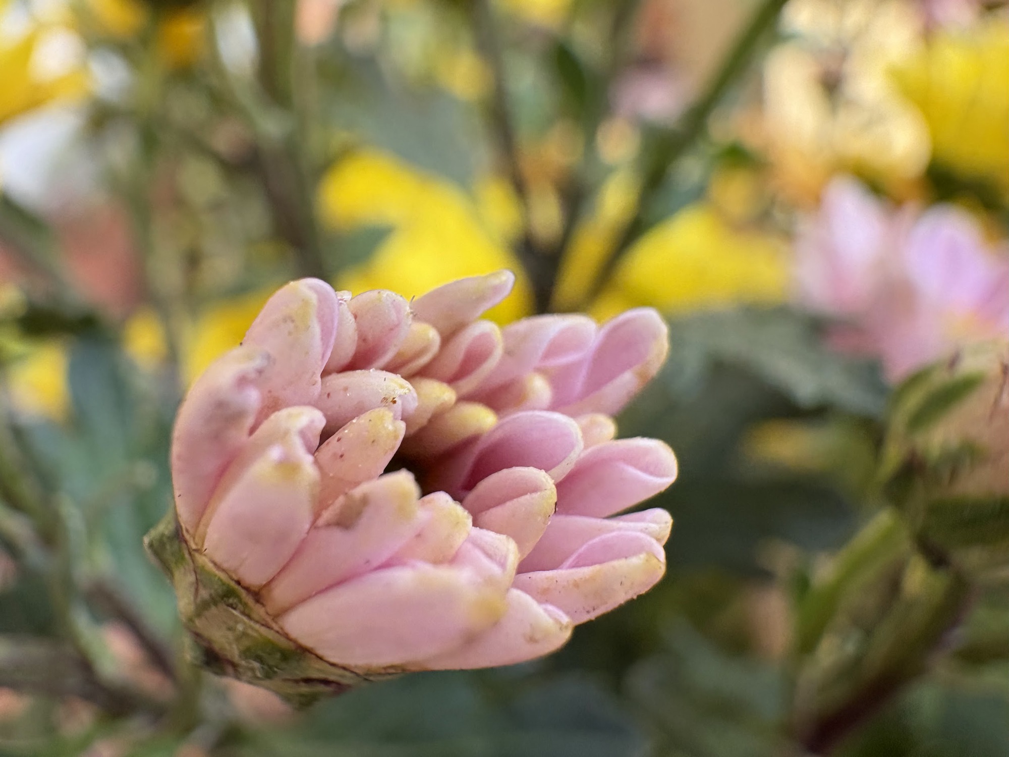 Ba tháng trải nghiệm iPhone 16: Nhỏ gọn, thực dụng và quá "an toàn", có lẽ chỉ Apple mới dám làm điều này! - Ảnh 39