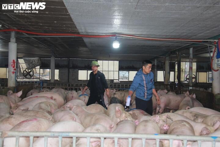 Giá heo hơi ngày Tết đắt đỏ, thương lái tranh mua suốt đêm - Ảnh 4