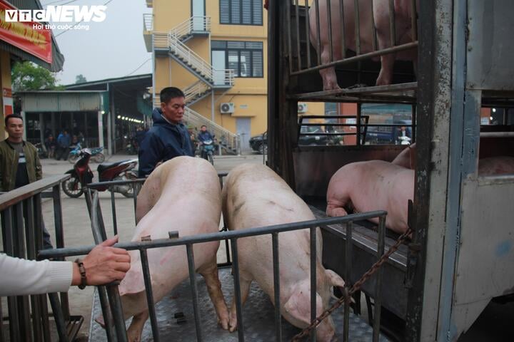 Giá heo hơi ngày Tết đắt đỏ, thương lái tranh mua suốt đêm - Ảnh 2
