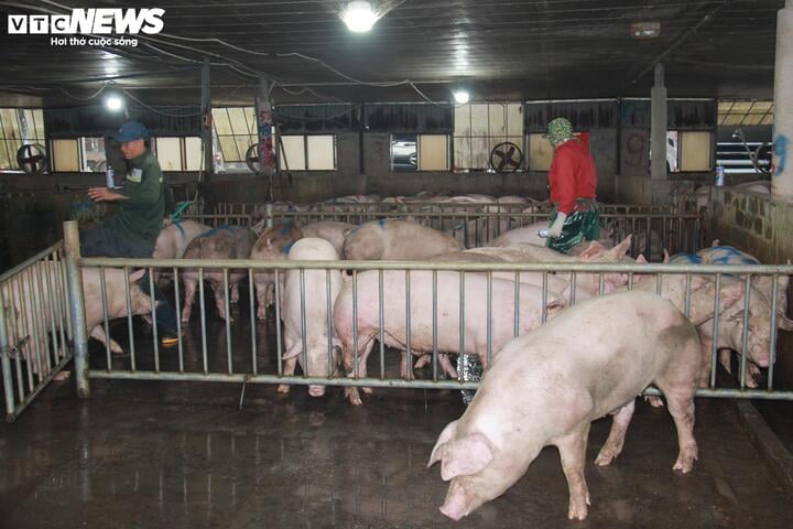 Giá heo hơi ngày Tết đắt đỏ, thương lái tranh mua suốt đêm - Ảnh 5