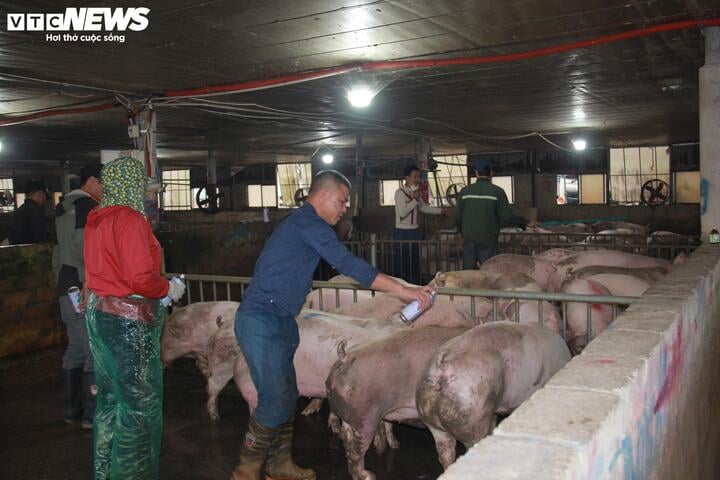 Giá heo hơi ngày Tết đắt đỏ, thương lái tranh mua suốt đêm - Ảnh 1